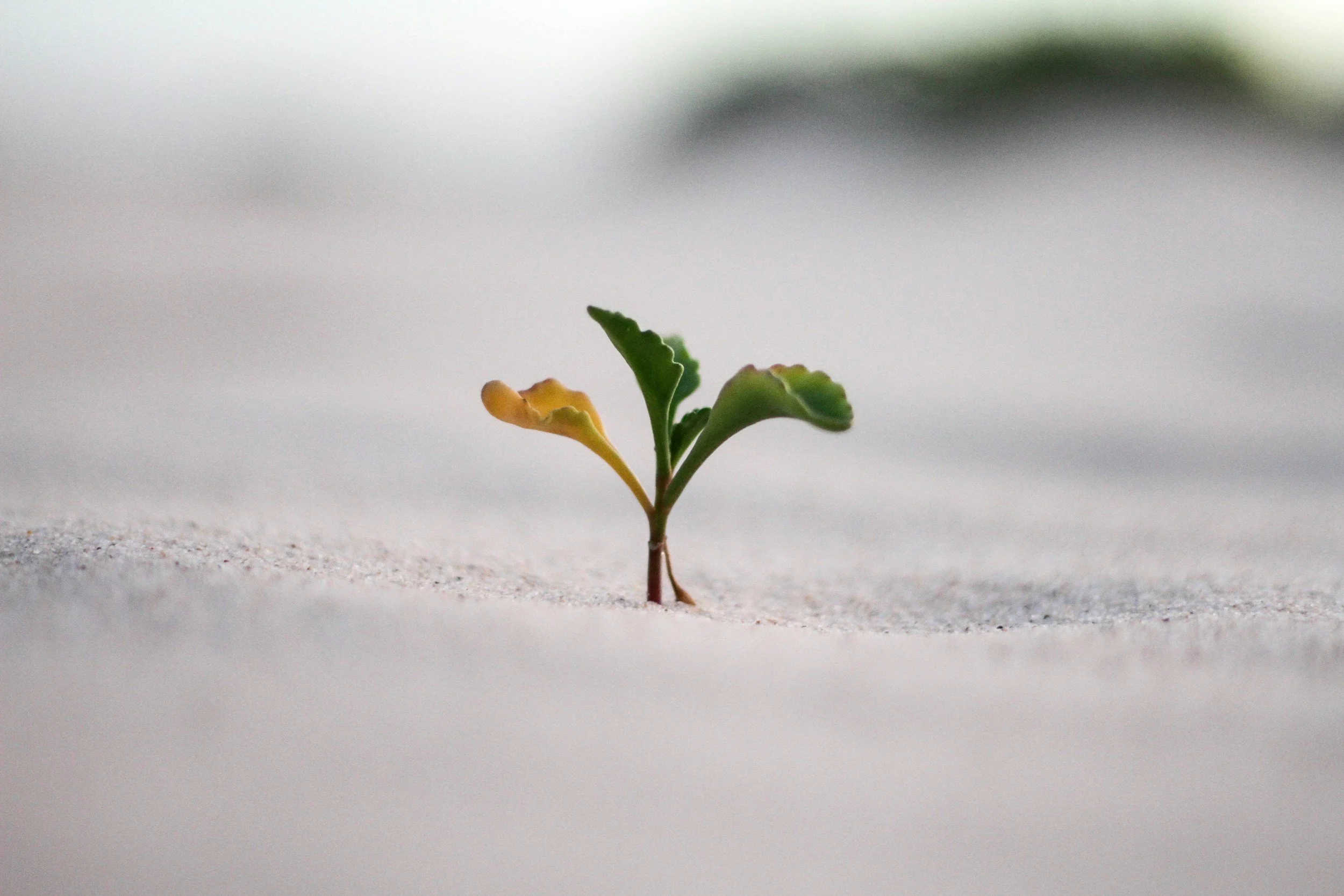 A small green sprout growing in the sand, symbolizing business growth.